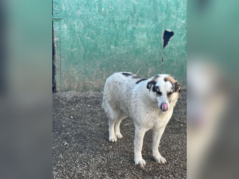 Balou - halbverhungert gerettet