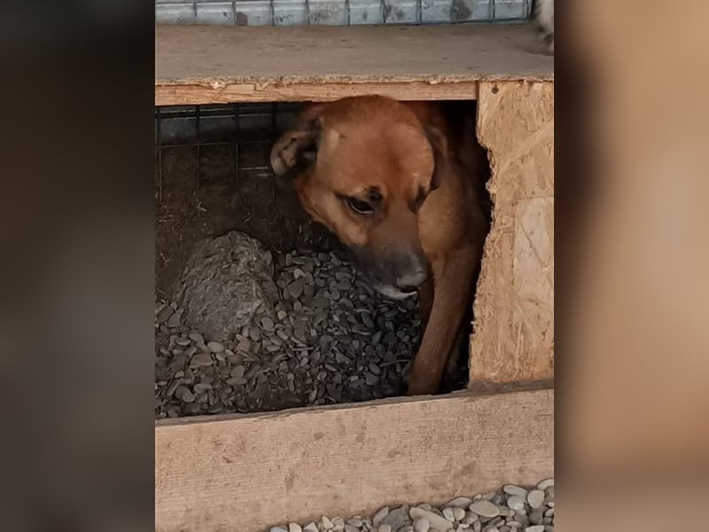 Flaps - schüchterner Hundejunge möchte an die Pfote genommen werden