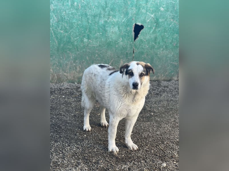 Balou - halbverhungert gerettet