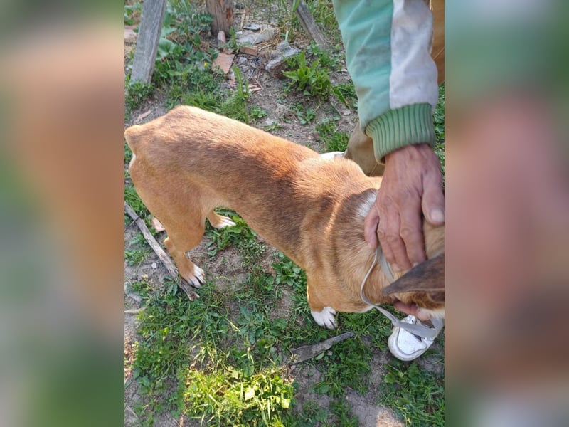 Rusty - wird aufgepäppelt