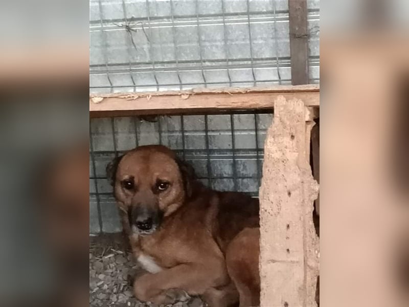 Flaps - schüchterner Hundejunge möchte an die Pfote genommen werden