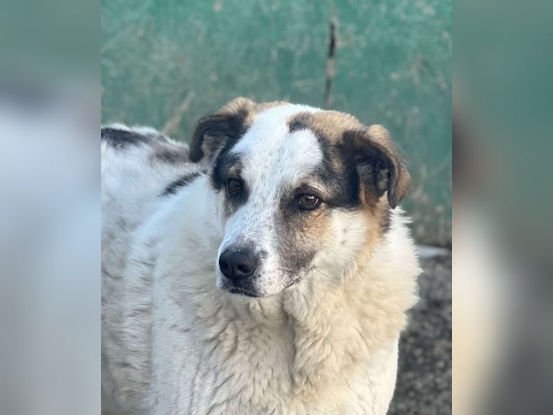 Balou - halbverhungert gerettet