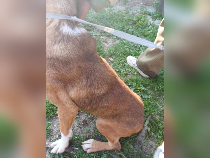 Rusty - wird aufgepäppelt