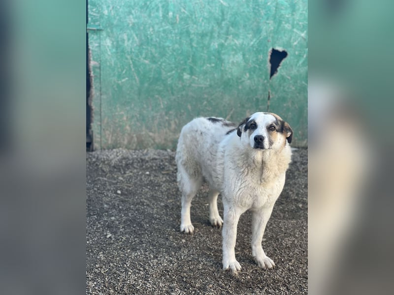 Balou - halbverhungert gerettet