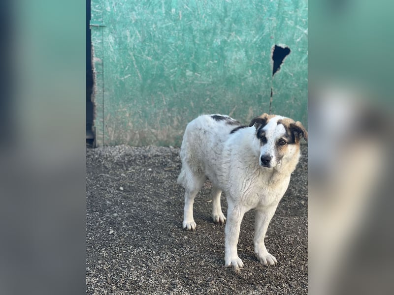 Balou - halbverhungert gerettet