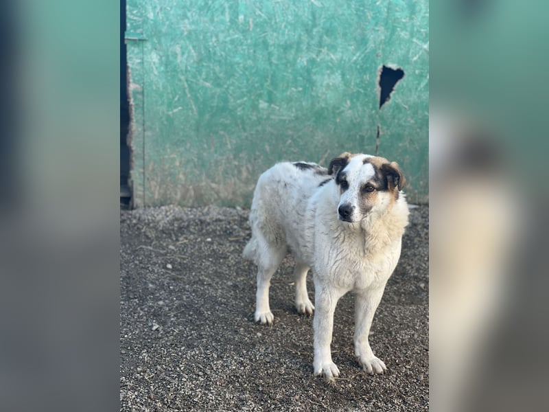 Balou - halbverhungert gerettet
