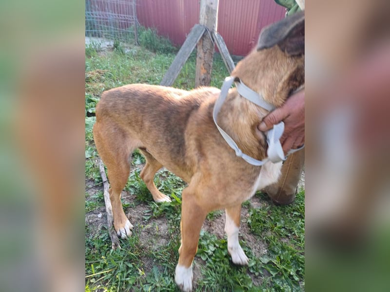 Rusty - wird aufgepäppelt