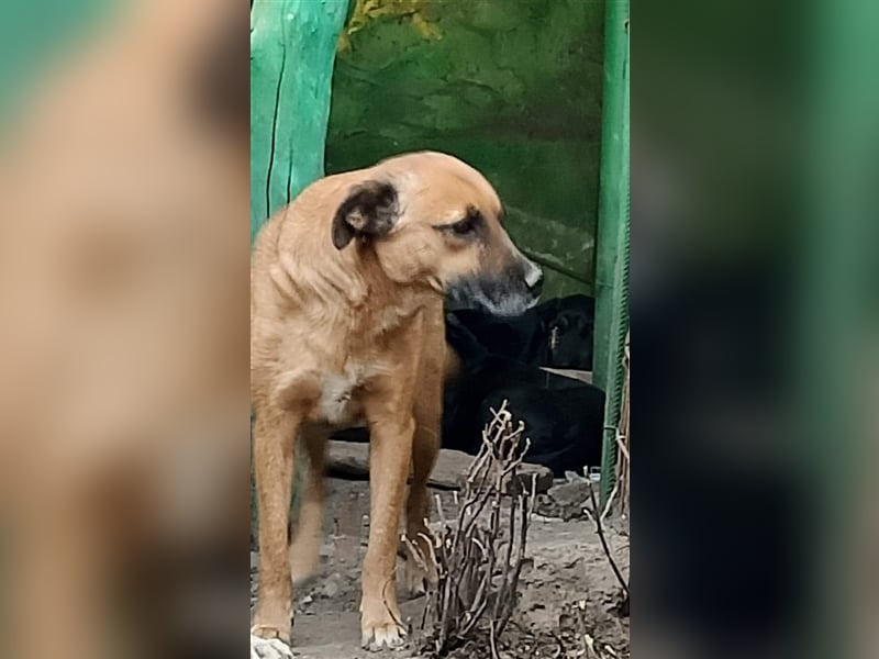 Flaps - schüchterner Hundejunge möchte an die Pfote genommen werden