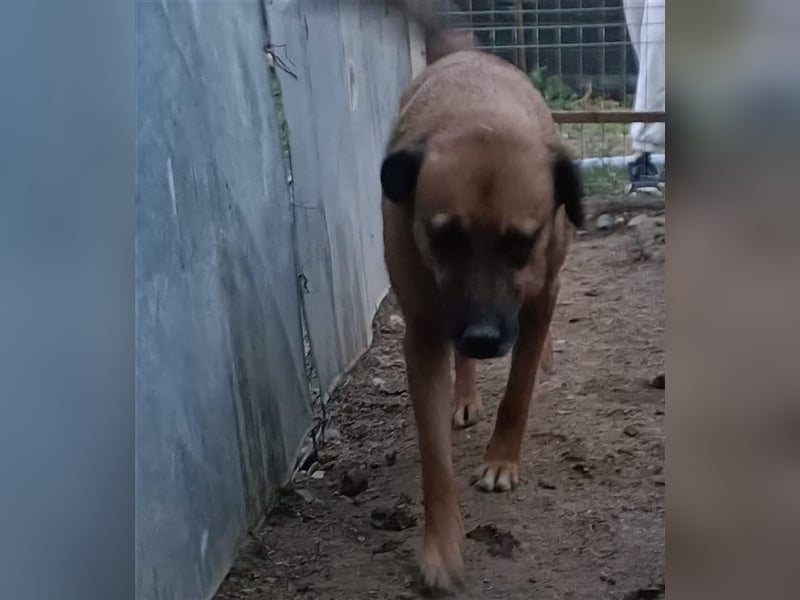 Flaps - schüchterner Hundejunge möchte an die Pfote genommen werden