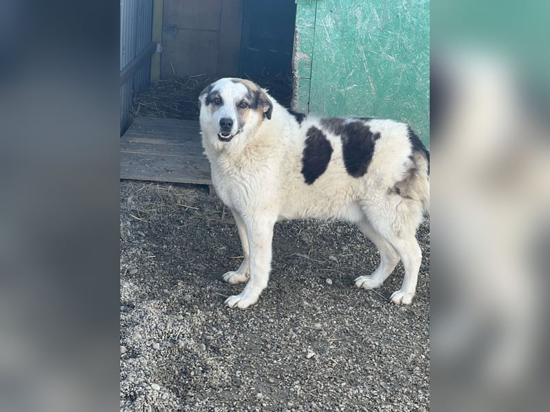 Balou - halbverhungert gerettet
