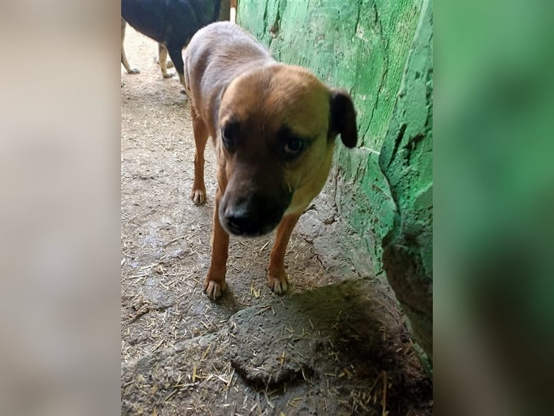 Flaps - schüchterner Hundejunge möchte an die Pfote genommen werden