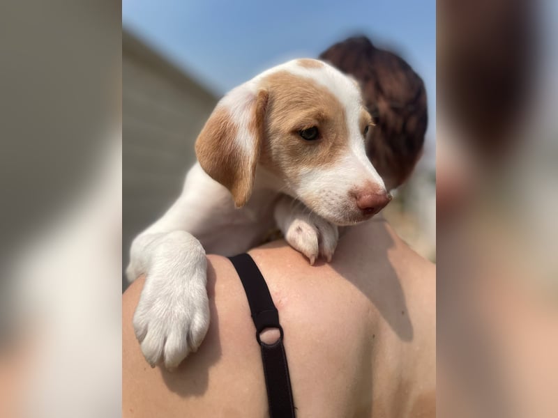 Chillo, ein hübscher Hundebub