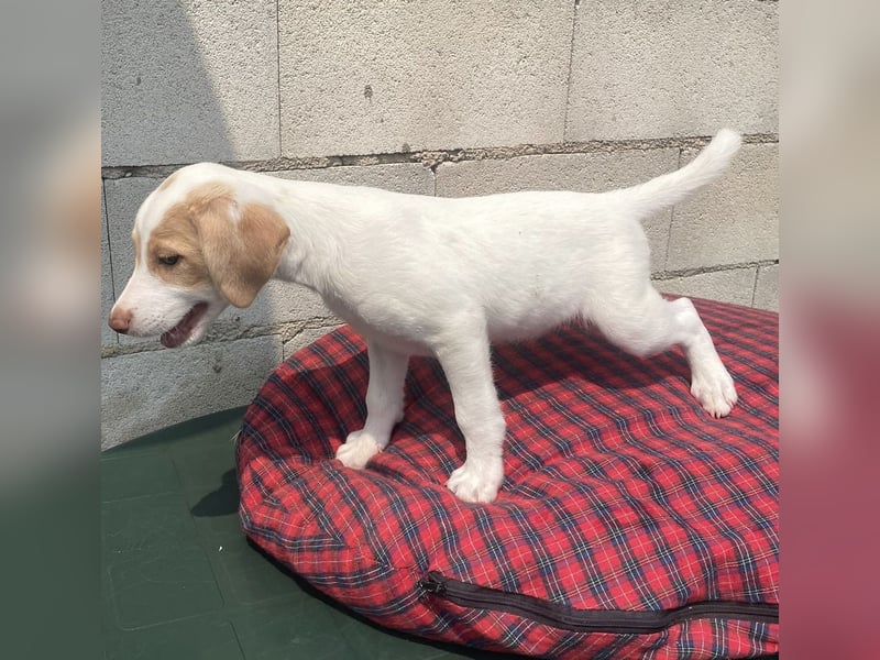 Chillo, ein hübscher Hundebub
