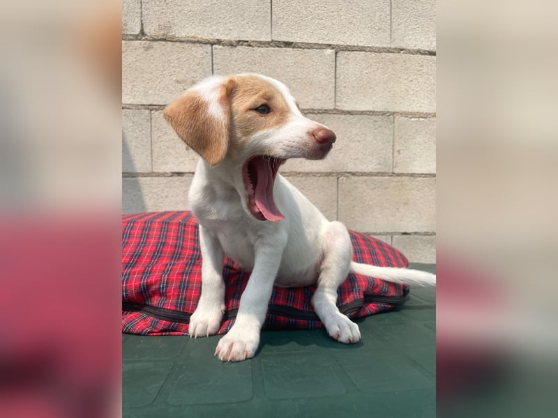 Chillo, ein hübscher Hundebub