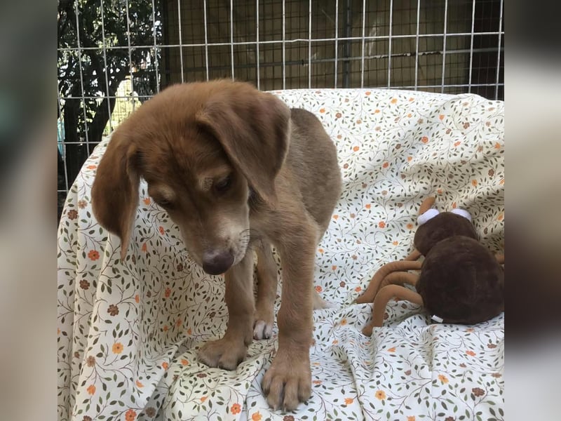 Peanut möchte bald in sein eigenes Zuhause umziehen