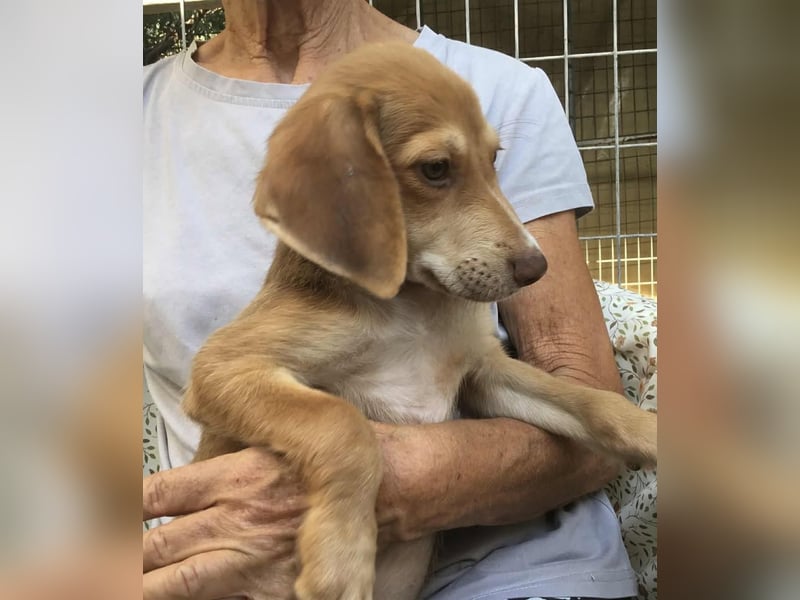 Peanut möchte bald in sein eigenes Zuhause umziehen
