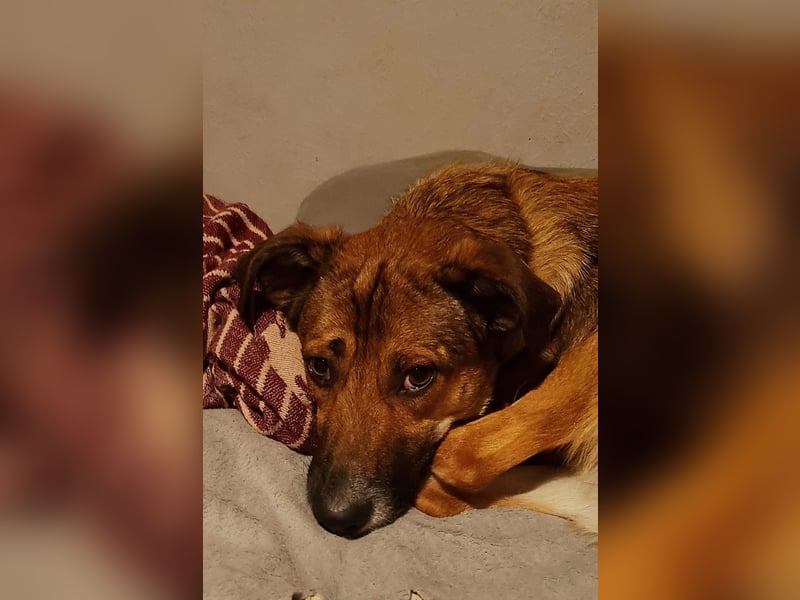 Athos sucht sein Zuhause