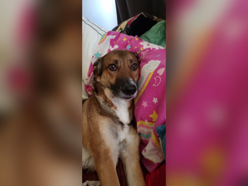 Athos sucht sein Zuhause
