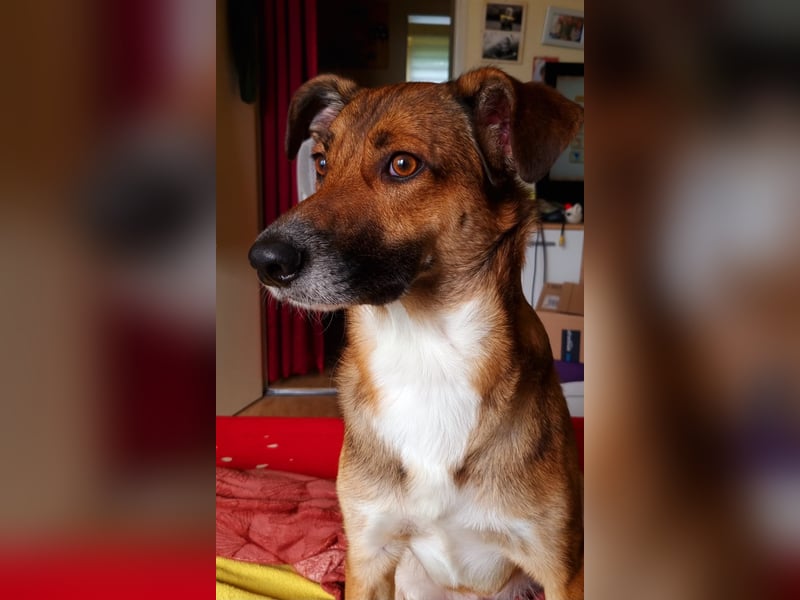 Athos sucht sein Zuhause