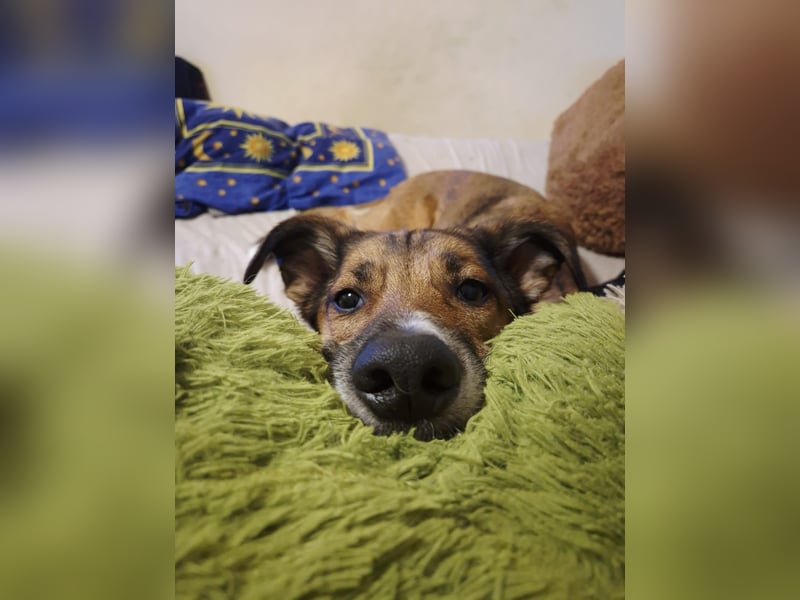 Athos sucht sein Zuhause