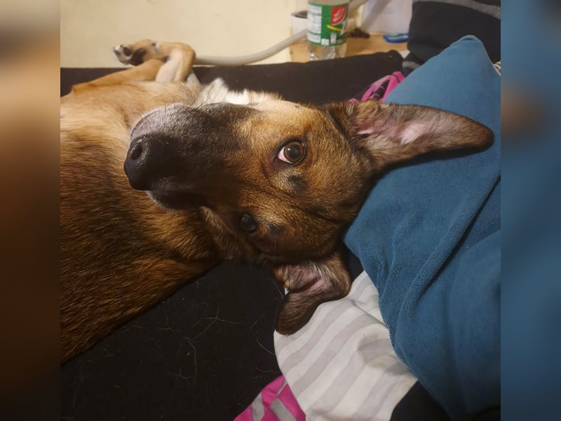 Athos sucht sein Zuhause