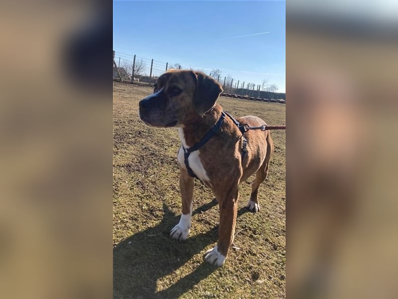 ROCCO - EIN KLEINER CHARMEUR