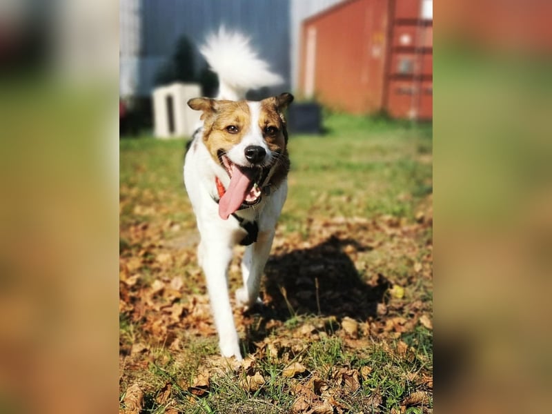 Barney – toller Bub mit viel Potenzial – wartet in PLZ 12683 Berlin-Biesdorf