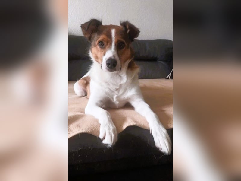Barney – toller Bub mit viel Potenzial – wartet in PLZ 12683 Berlin-Biesdorf