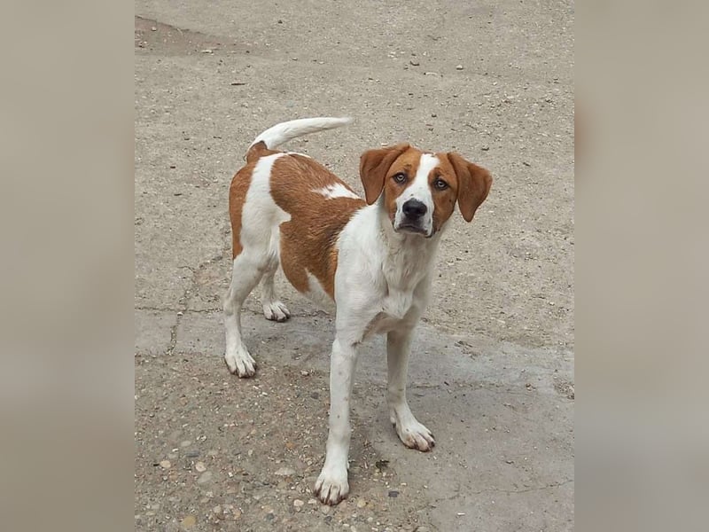 Herzensbrecher und Sunnyboy „Sammy“ - sucht seine Familie