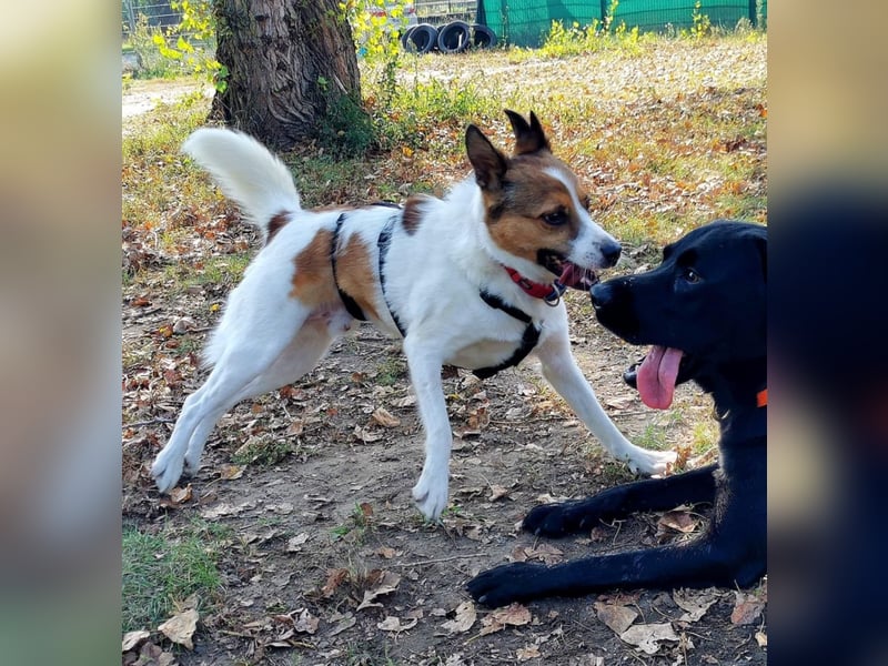 Barney – toller Bub mit viel Potenzial – wartet in PLZ 12683 Berlin-Biesdorf
