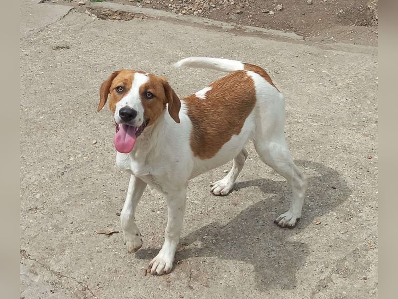 Herzensbrecher und Sunnyboy „Sammy“ - sucht seine Familie