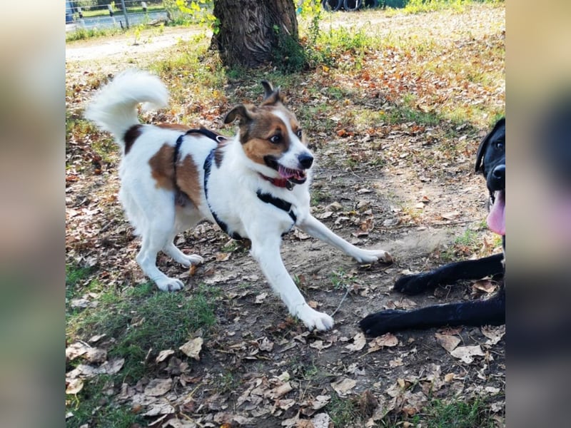 Barney – toller Bub mit viel Potenzial – wartet in PLZ 12683 Berlin-Biesdorf