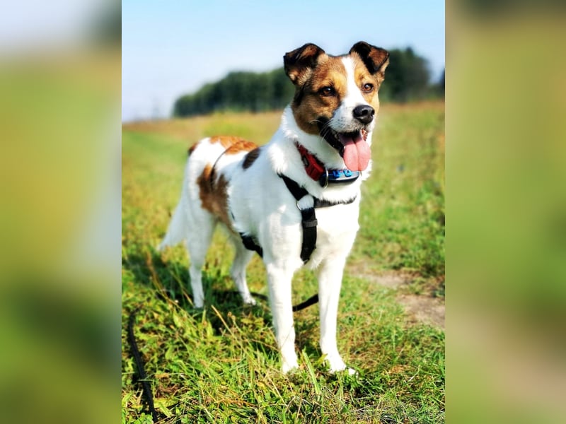 Barney – toller Bub mit viel Potenzial – wartet in PLZ 12683 Berlin-Biesdorf