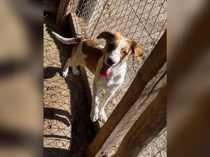Herzensbrecher und Sunnyboy „Sammy“ - sucht seine Familie