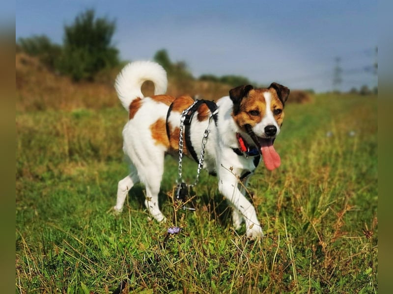 Barney – toller Bub mit viel Potenzial – wartet in PLZ 12683 Berlin-Biesdorf