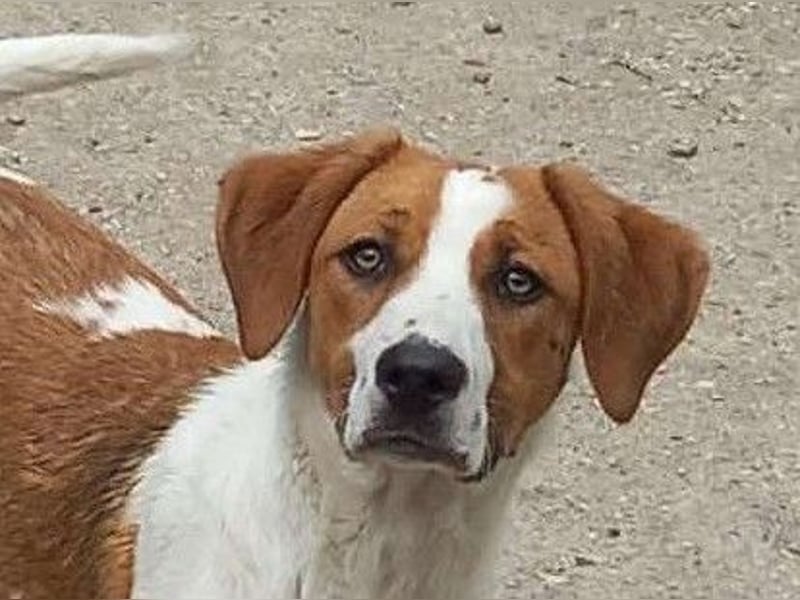 Herzensbrecher und Sunnyboy „Sammy“ - sucht seine Familie