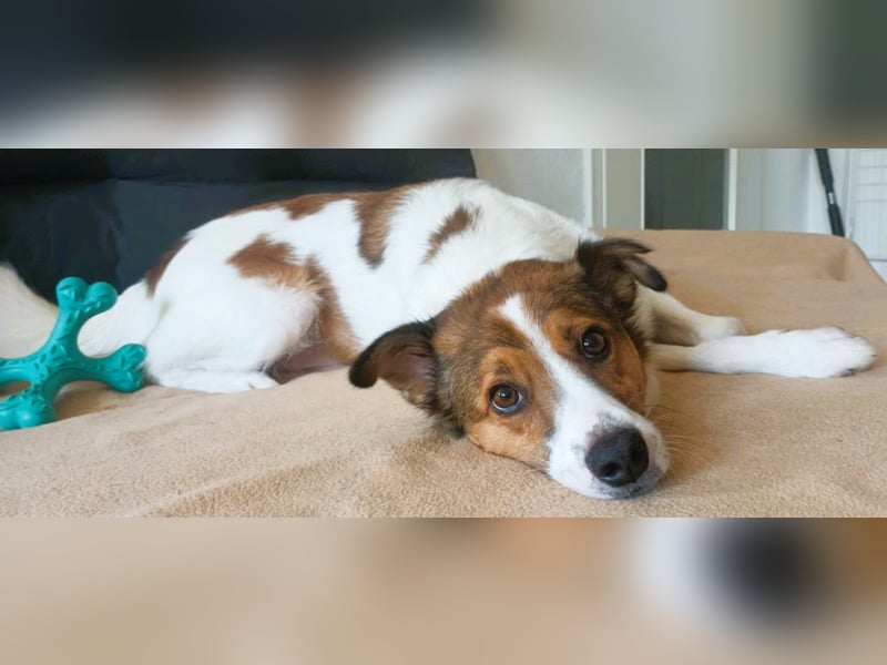 Barney – toller Bub mit viel Potenzial – wartet in PLZ 12683 Berlin-Biesdorf