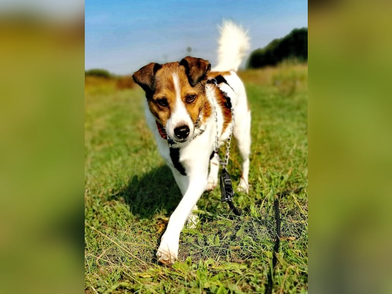 Barney – toller Bub mit viel Potenzial – wartet in PLZ 12683 Berlin-Biesdorf