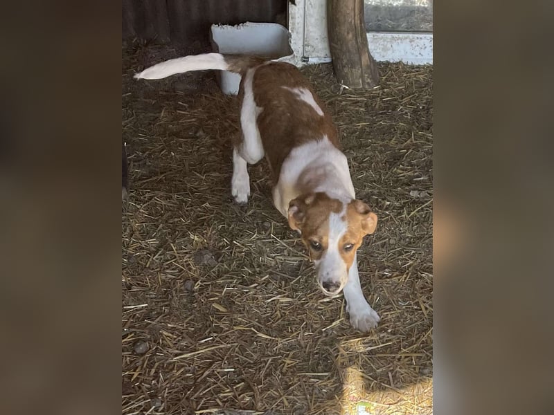 Herzensbrecher und Sunnyboy „Sammy“ - sucht seine Familie