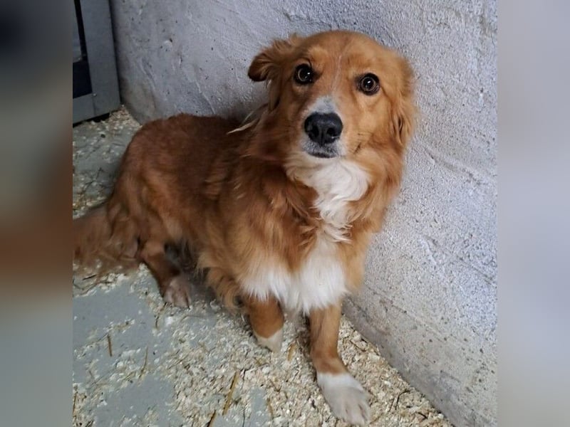 TORO, SENSIBLER RÜDE SUCHT ZUHAUSE