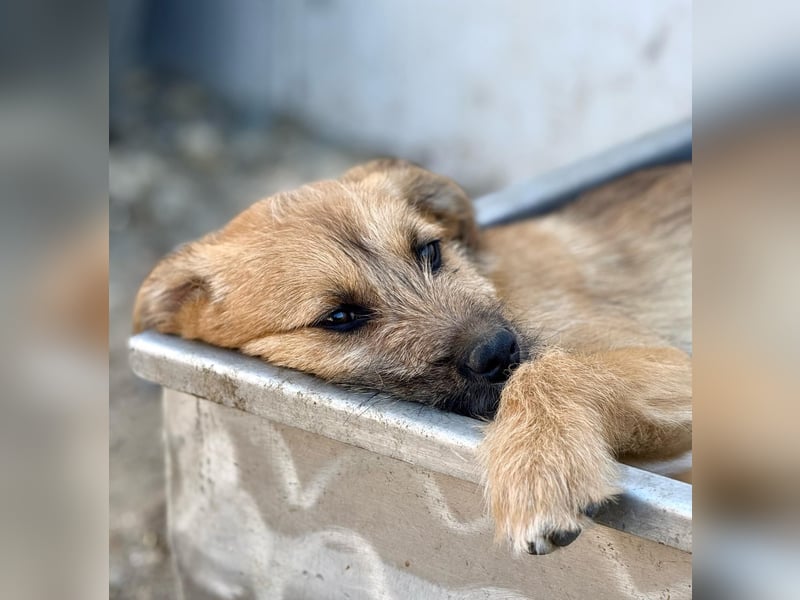 ASMUS - Abenteuerlustiger Bub sucht seine Lieblingsmenschen