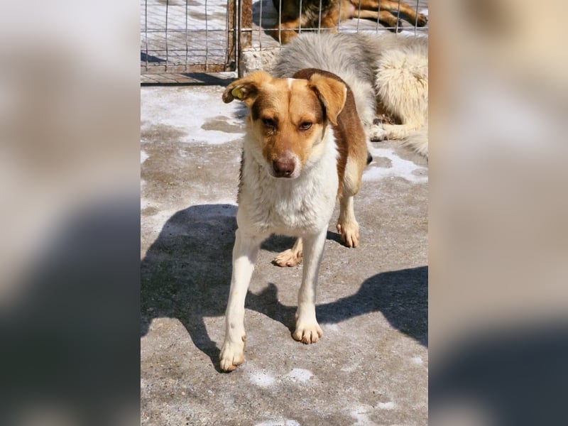 HORATIO - noch etwas schüchtern, wartet auf seine Lieblingsmenschen