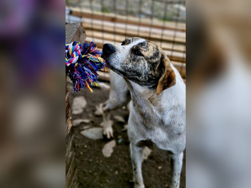 AXEL, ca 50cm sucht seine Würstchengeber