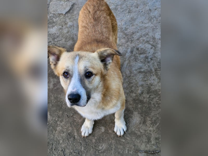 PITZI - ca 40cm - sucht seine Würstchengeber