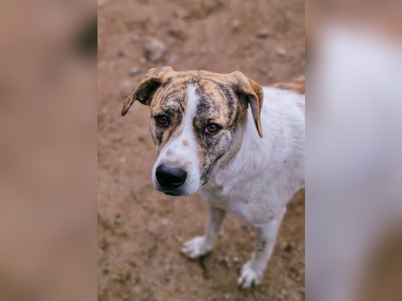 AXEL, ca 50cm sucht seine Würstchengeber