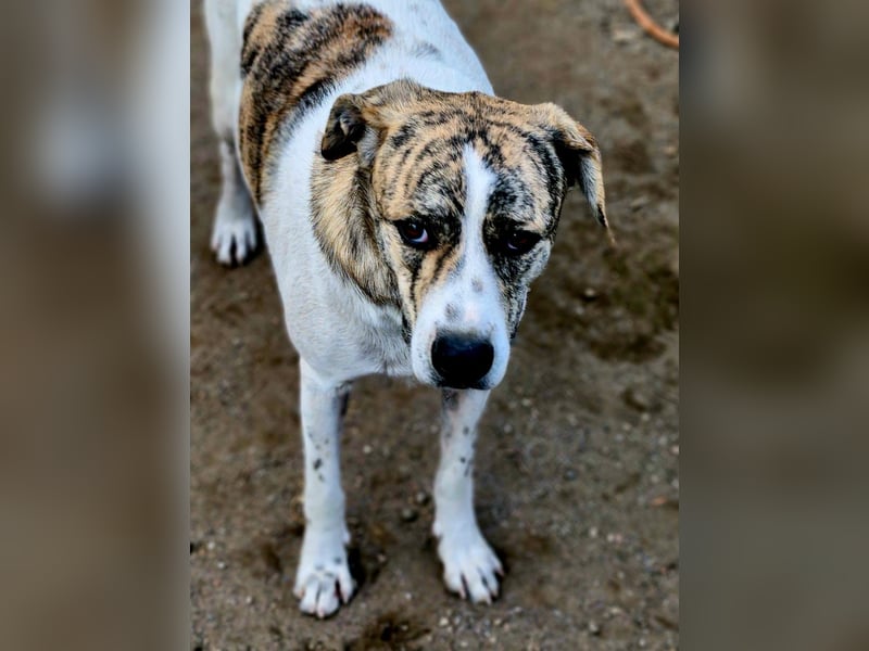 AXEL, ca 50cm sucht seine Würstchengeber