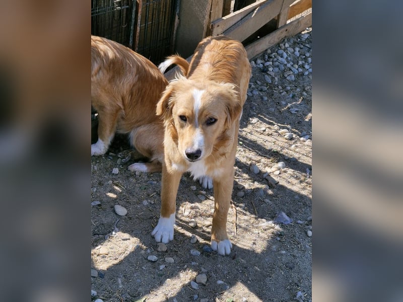 MISTER X - Menschenverliebter Bub sucht seine Familie