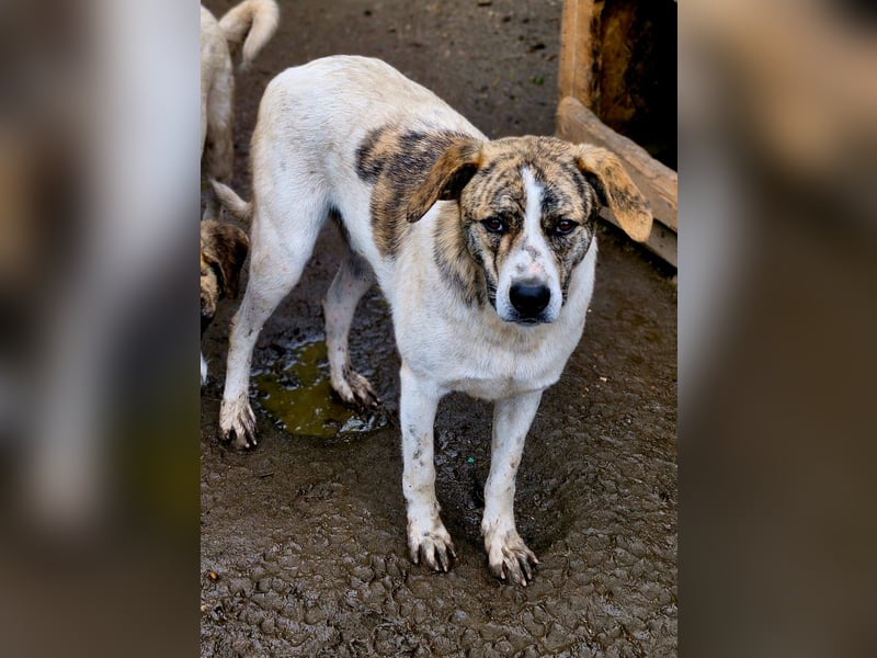 AXEL, ca 50cm sucht seine Würstchengeber