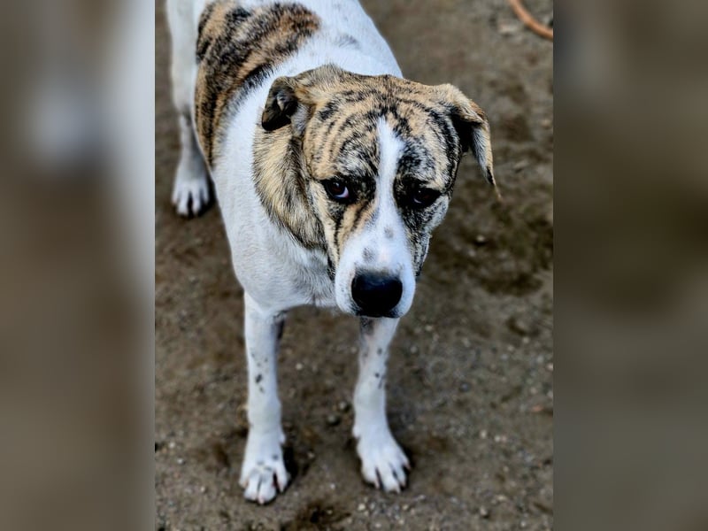 AXEL, ca 50cm sucht seine Würstchengeber