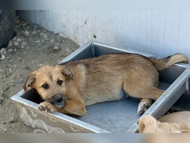 ASMUS - Abenteuerlustiger Bub sucht seine Lieblingsmenschen